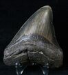 Megalodon Tooth - North Carolina #16313-2